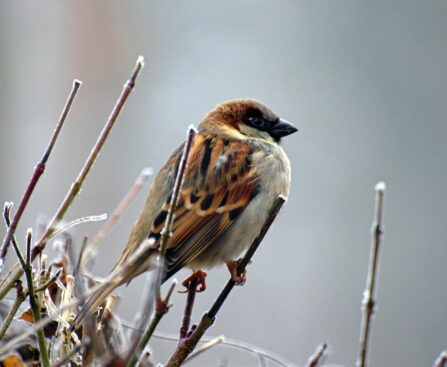 nature bird animal sparrow