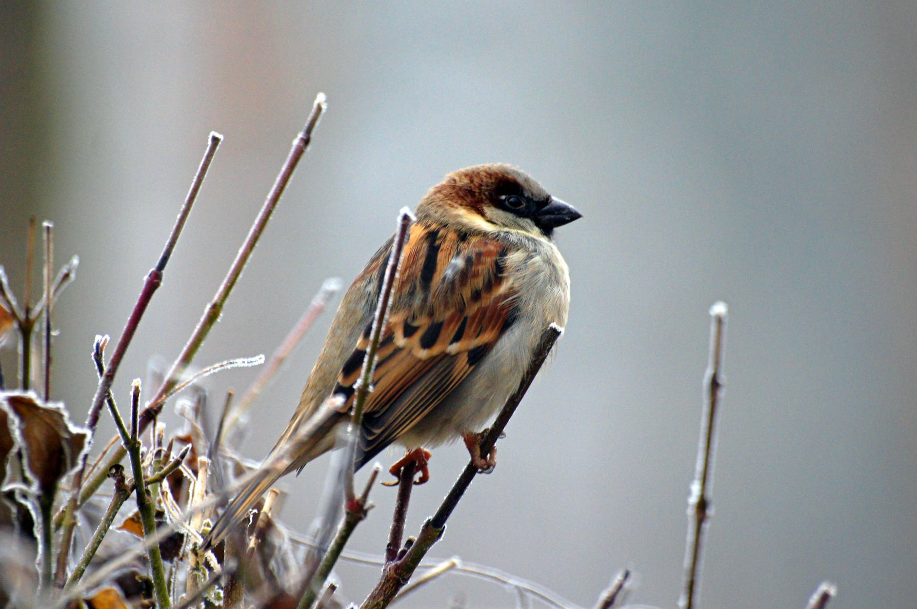 nature bird animal sparrow